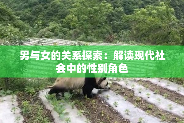 男与女的关系探索：解读现代社会中的性别角色