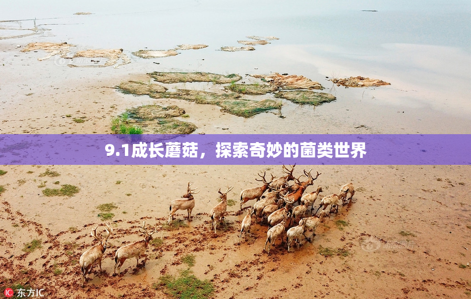 9.1成长蘑菇，探索奇妙的菌类世界