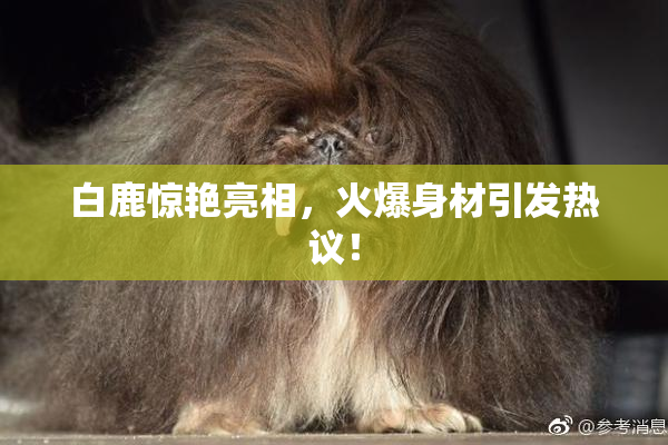 白鹿惊艳亮相，火爆身材引发热议！