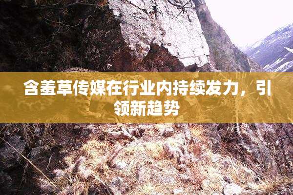含羞草传媒在行业内持续发力，引领新趋势