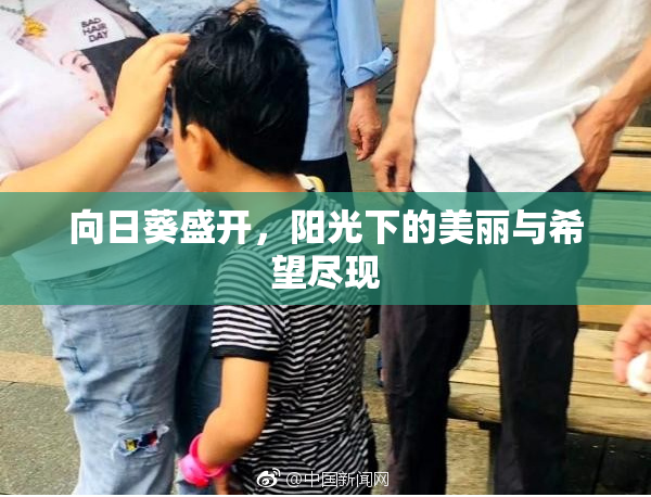 向日葵盛开，阳光下的美丽与希望尽现