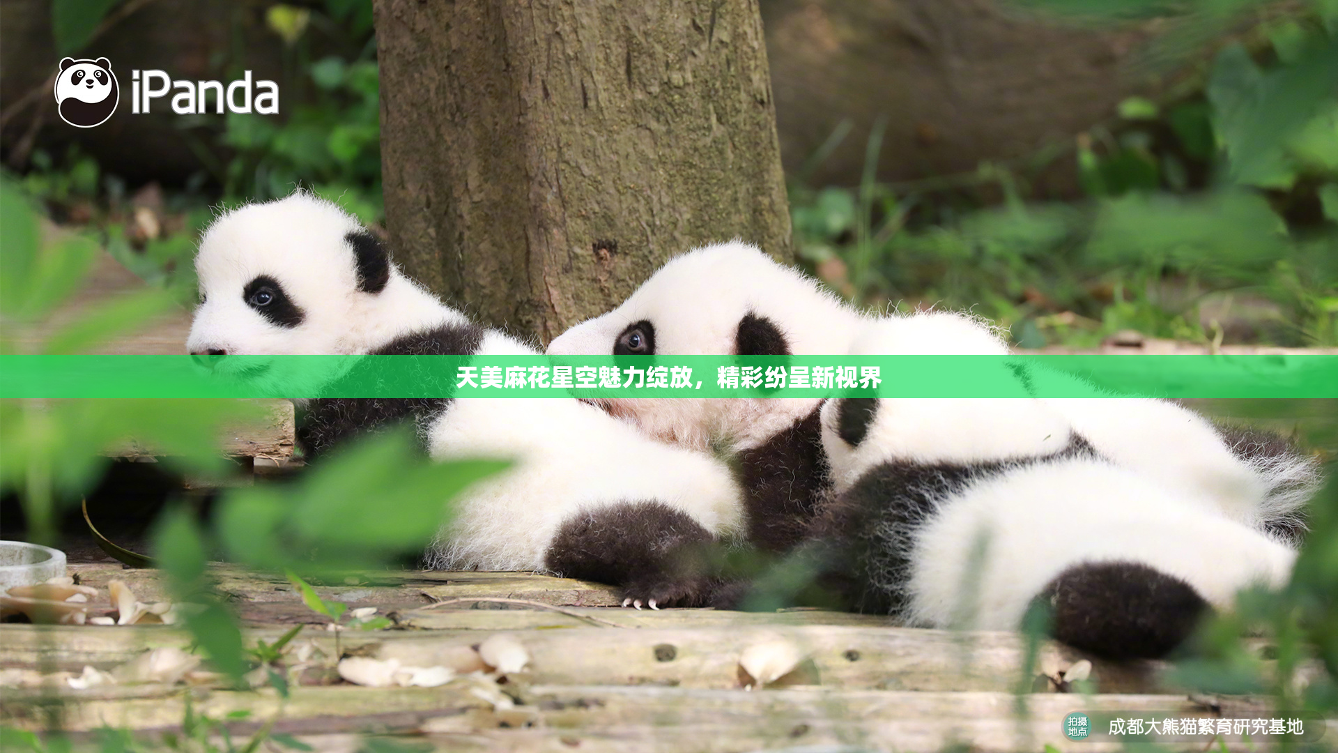 天美麻花星空魅力绽放，精彩纷呈新视界