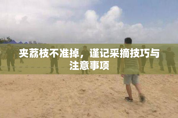 夹荔枝不准掉，谨记采摘技巧与注意事项