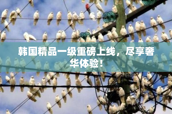 韩国精品一级重磅上线，尽享奢华体验！
