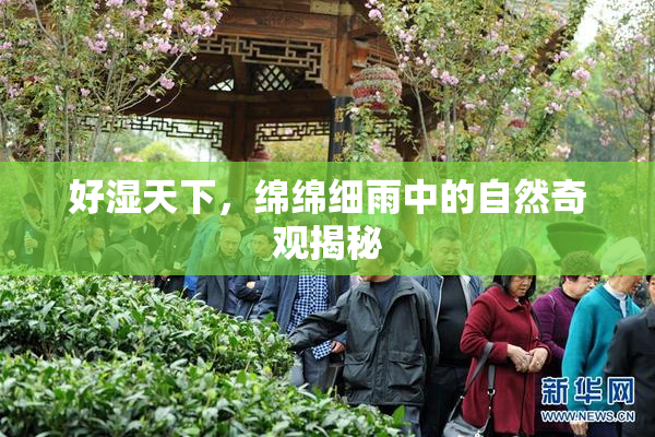 好湿天下，绵绵细雨中的自然奇观揭秘