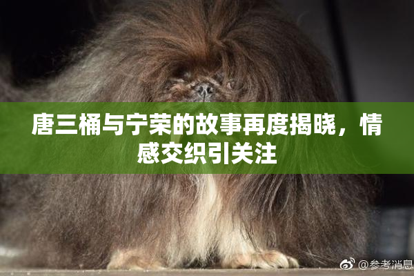 唐三桶与宁荣的故事再度揭晓，情感交织引关注