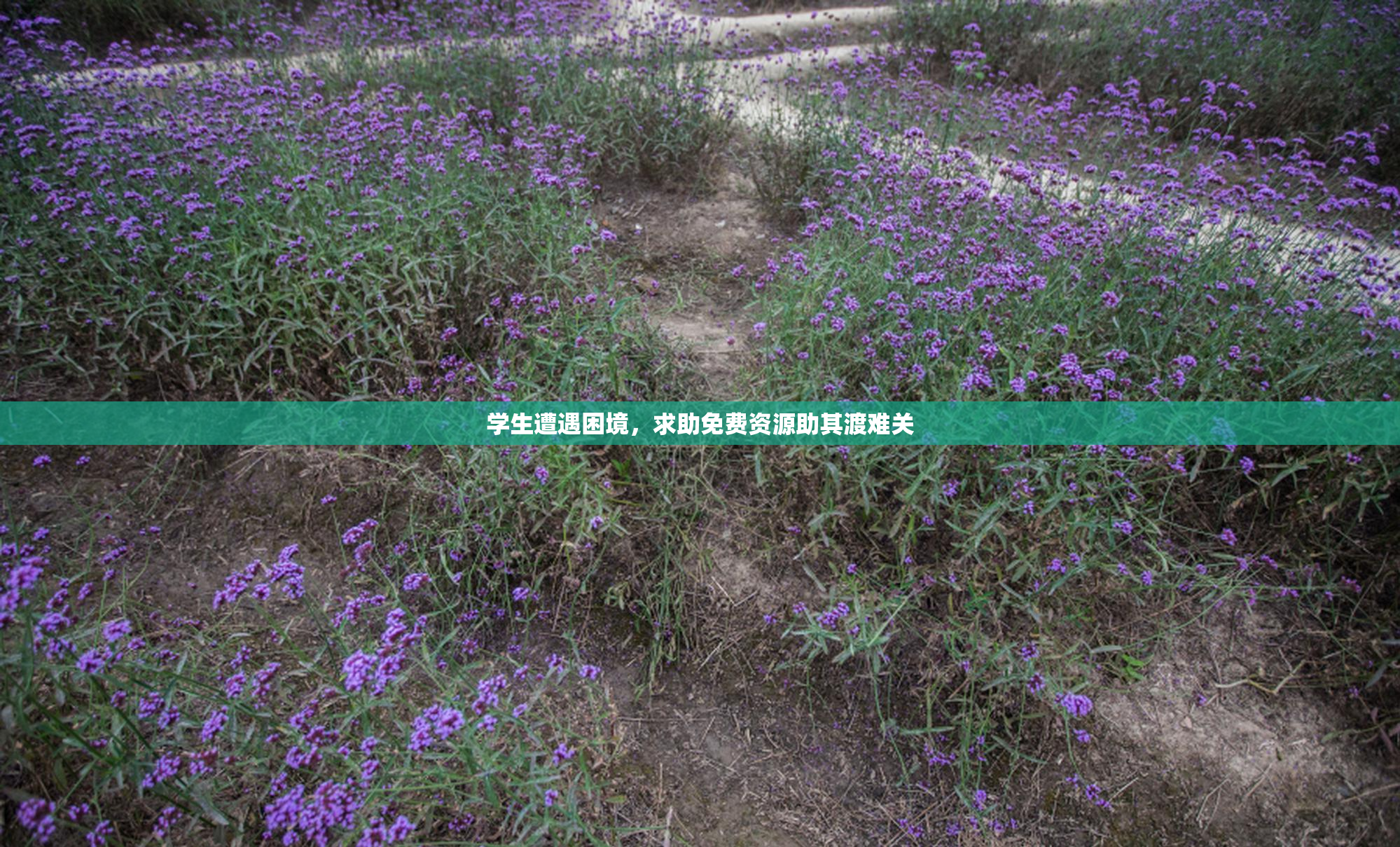 学生遭遇困境，求助免费资源助其渡难关