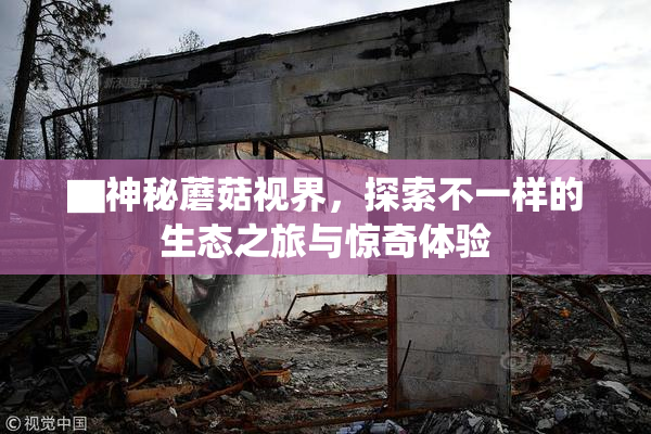 ▇神秘蘑菇视界，探索不一样的生态之旅与惊奇体验