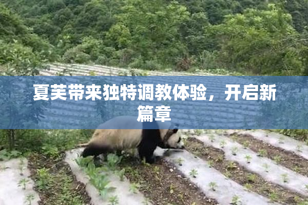 夏芙带来独特调教体验，开启新篇章