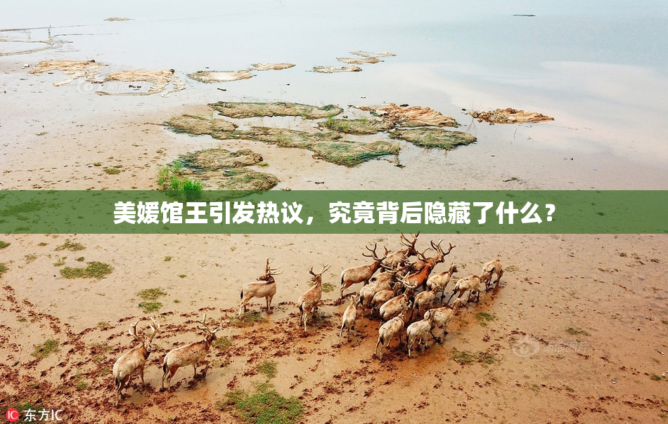 美媛馆王引发热议，究竟背后隐藏了什么？