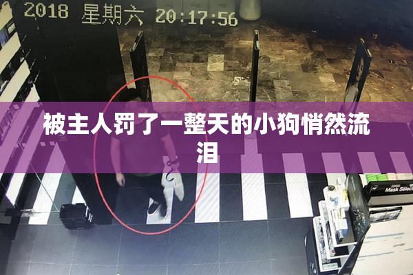 被主人罚了一整天的小狗悄然流泪