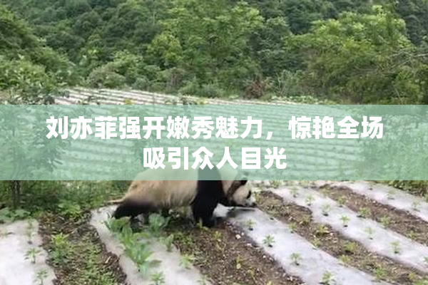 刘亦菲强开嫩秀魅力，惊艳全场吸引众人目光