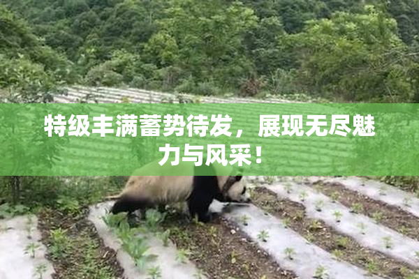 特级丰满蓄势待发，展现无尽魅力与风采！