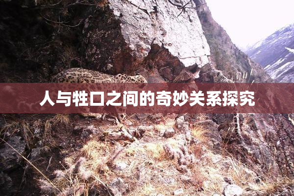 人与牲口之间的奇妙关系探究