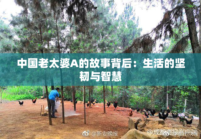 中国老太婆A的故事背后：生活的坚韧与智慧