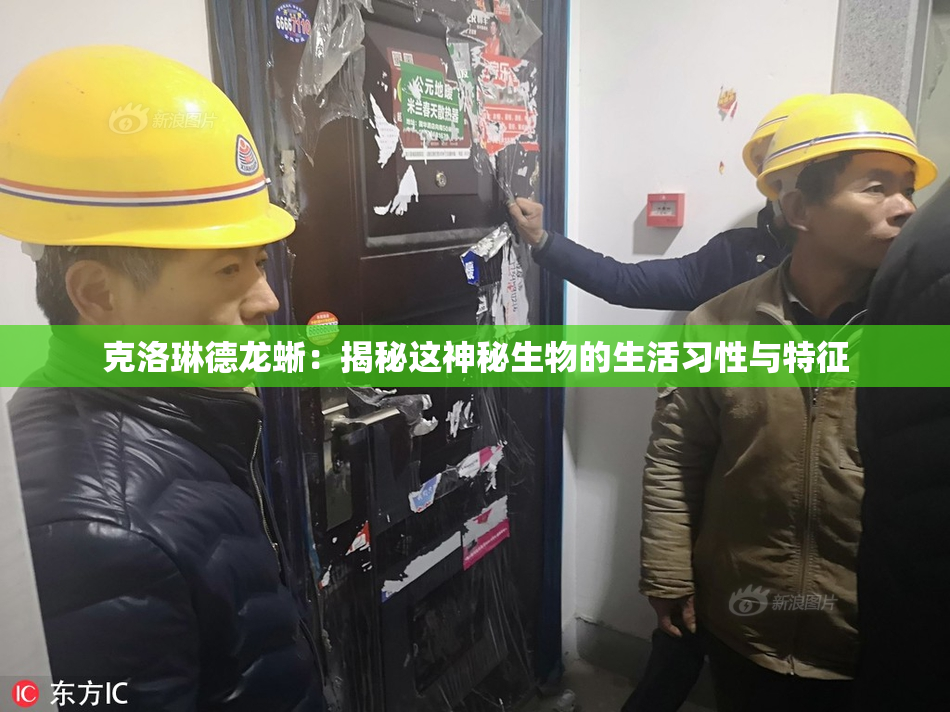 克洛琳德龙蜥：揭秘这神秘生物的生活习性与特征