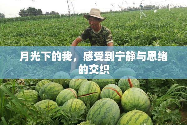 月光下的我，感受到宁静与思绪的交织