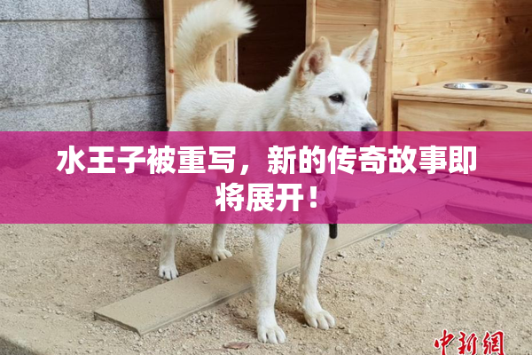 水王子被重写，新的传奇故事即将展开！