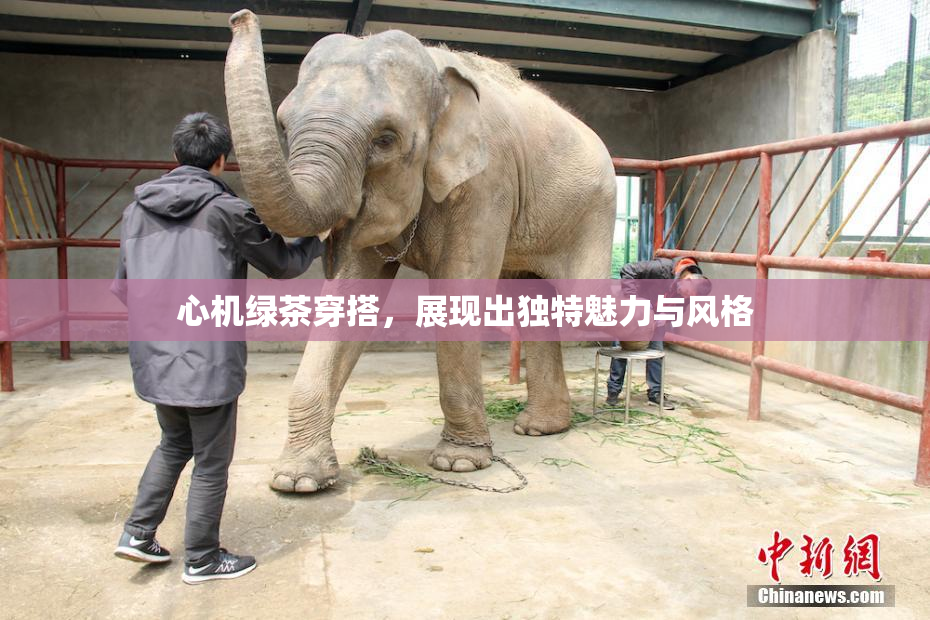 心机绿茶穿搭，展现出独特魅力与风格