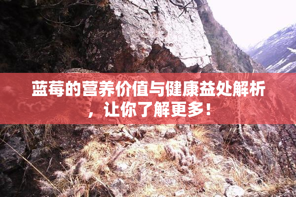 蓝莓的营养价值与健康益处解析，让你了解更多！