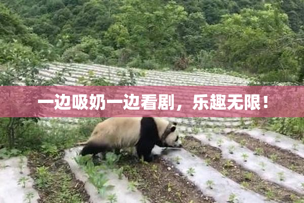一边吸奶一边看剧，乐趣无限！