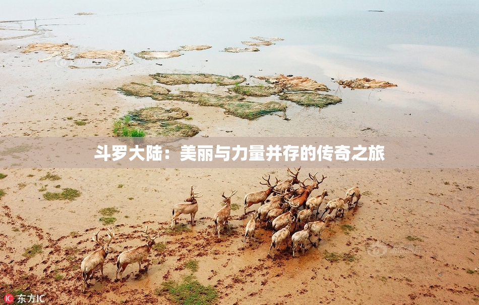 斗罗大陆：美丽与力量并存的传奇之旅