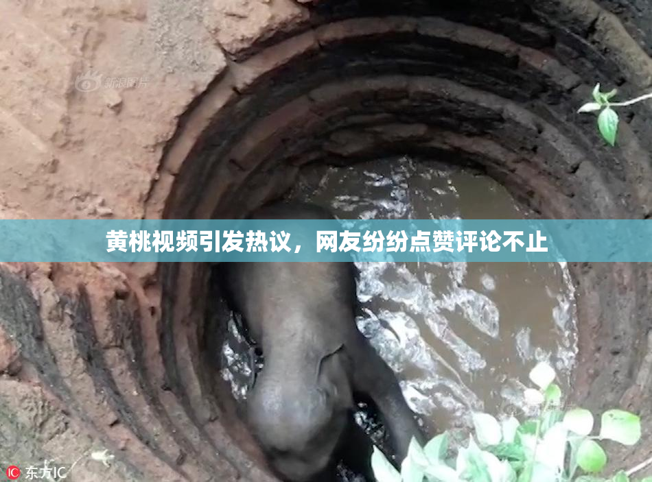 黄桃视频引发热议，网友纷纷点赞评论不止