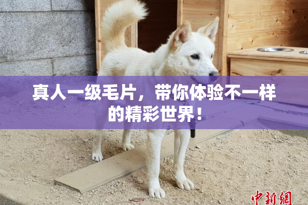 真人一级毛片，带你体验不一样的精彩世界！