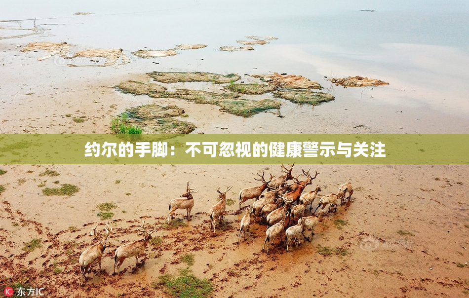 约尔的手脚：不可忽视的健康警示与关注