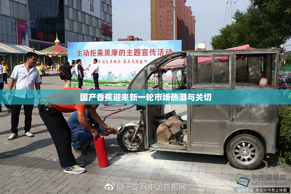 国产香蕉迎来新一轮市场热潮与关切