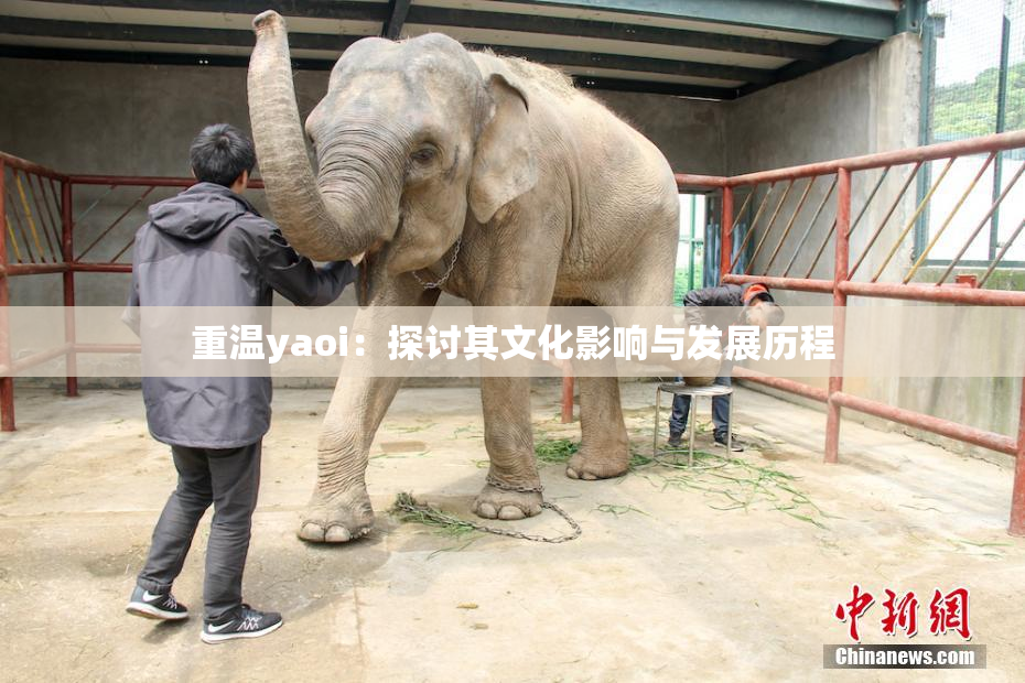 重温yaoi：探讨其文化影响与发展历程