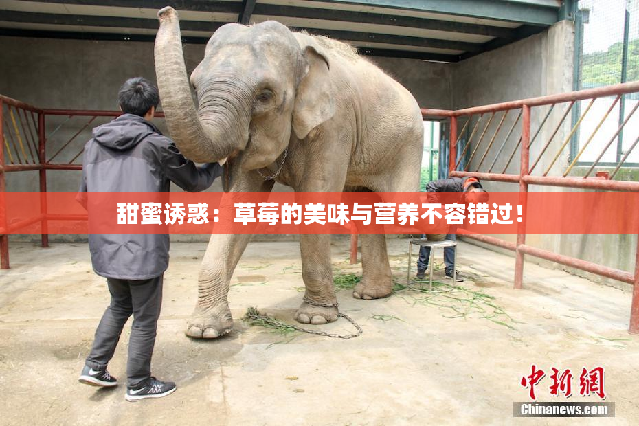 甜蜜诱惑：草莓的美味与营养不容错过！