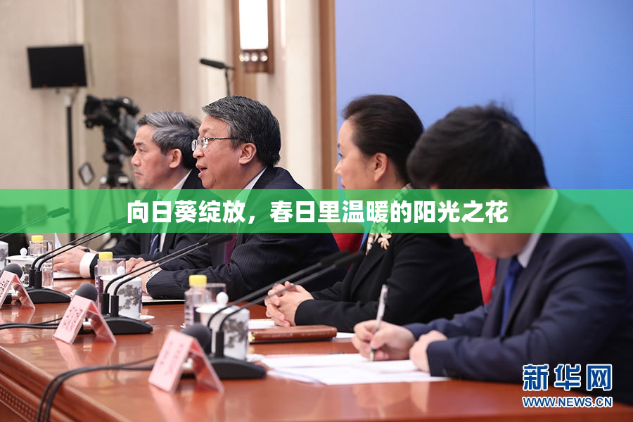 向日葵绽放，春日里温暖的阳光之花