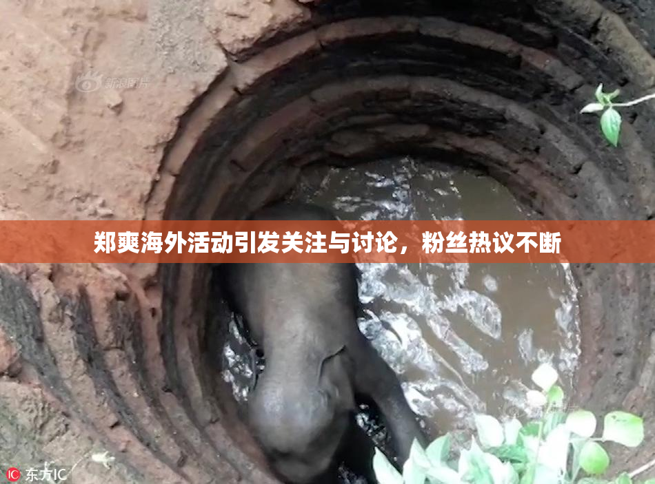 郑爽海外活动引发关注与讨论，粉丝热议不断