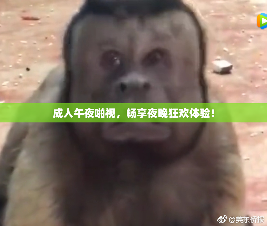 成人午夜啪视，畅享夜晚狂欢体验！