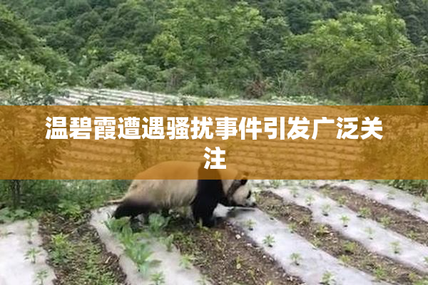 温碧霞遭遇骚扰事件引发广泛关注