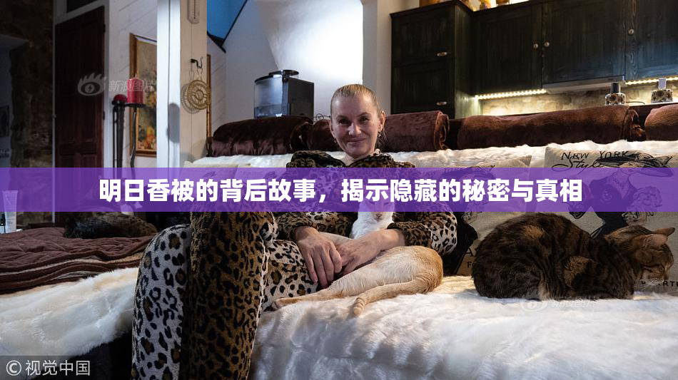 明日香被的背后故事，揭示隐藏的秘密与真相