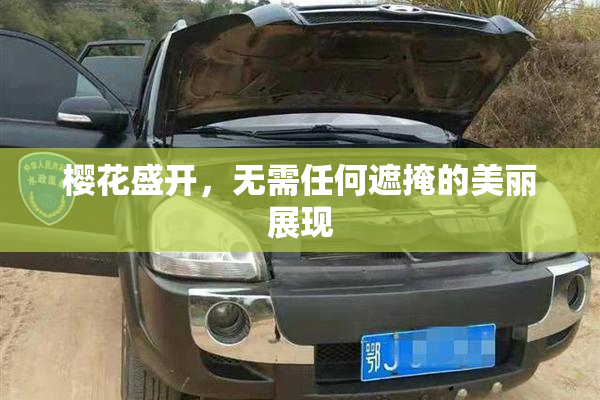 樱花盛开，无需任何遮掩的美丽展现