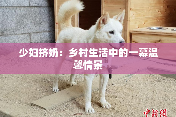 少妇挤奶：乡村生活中的一幕温馨情景