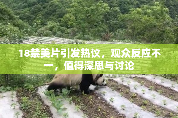 18禁美片引发热议，观众反应不一，值得深思与讨论