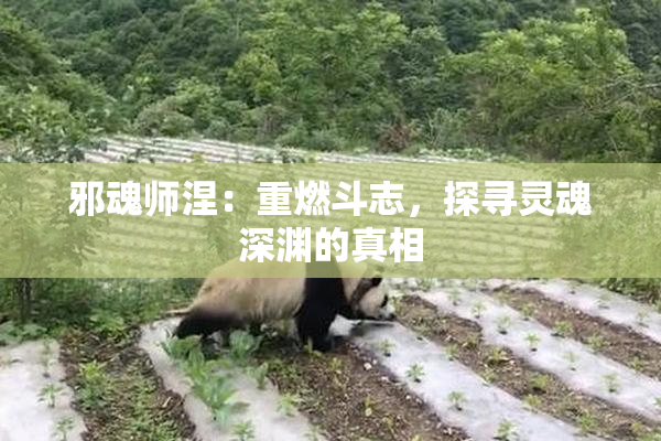 邪魂师涅：重燃斗志，探寻灵魂深渊的真相