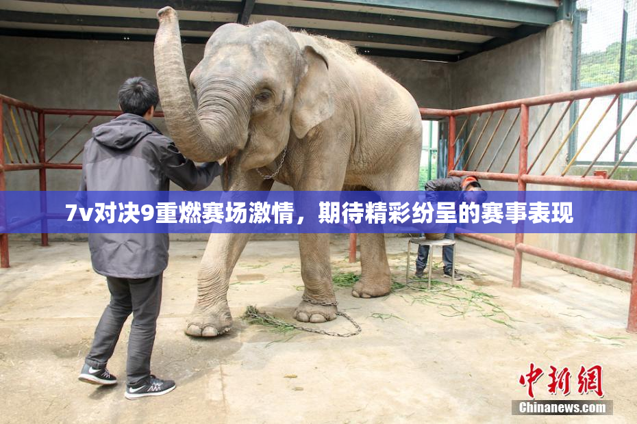 7v对决9重燃赛场激情，期待精彩纷呈的赛事表现