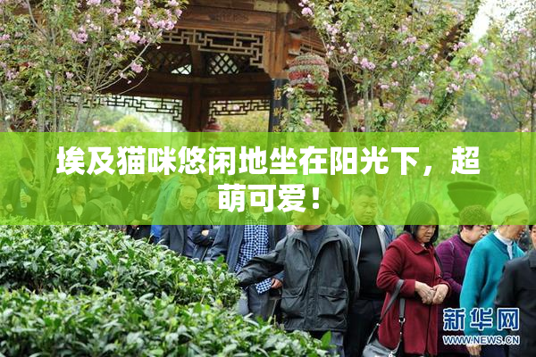 埃及猫咪悠闲地坐在阳光下，超萌可爱！