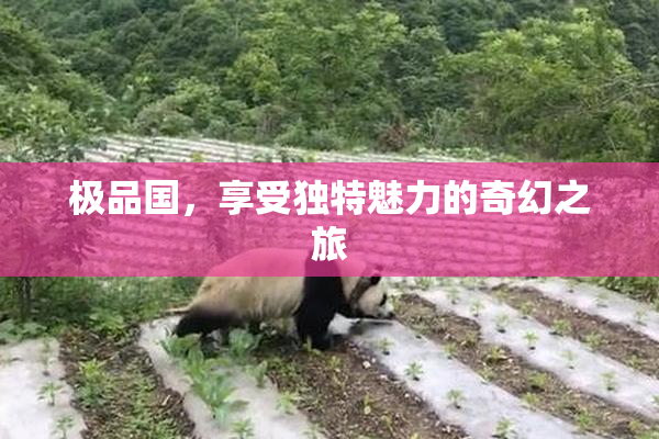 极品国，享受独特魅力的奇幻之旅