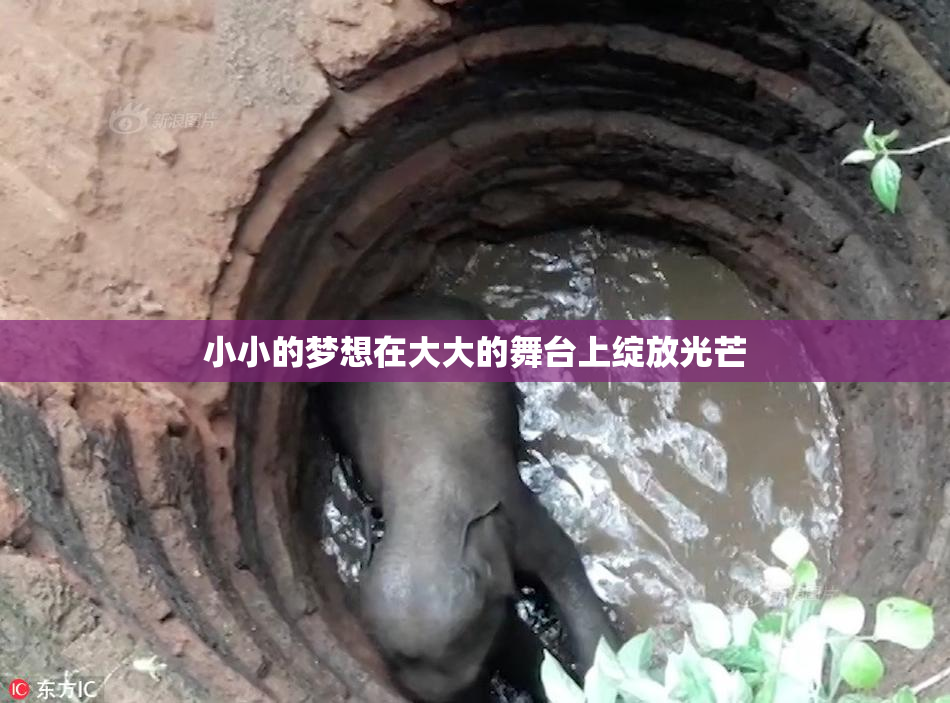小小的梦想在大大的舞台上绽放光芒