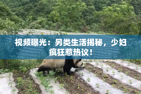 视频曝光：另类生活揭秘，少妇疯狂惹热议！