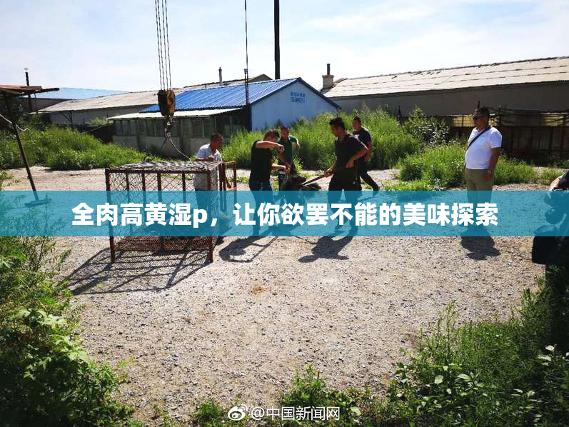 全肉高黄湿p，让你欲罢不能的美味探索