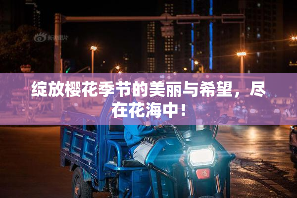 绽放樱花季节的美丽与希望，尽在花海中！