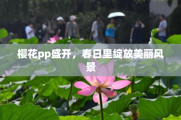樱花pp盛开，春日里绽放美丽风景
