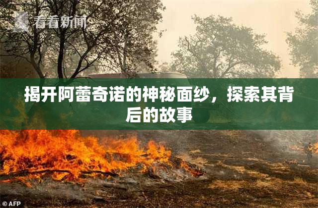揭开阿蕾奇诺的神秘面纱，探索其背后的故事